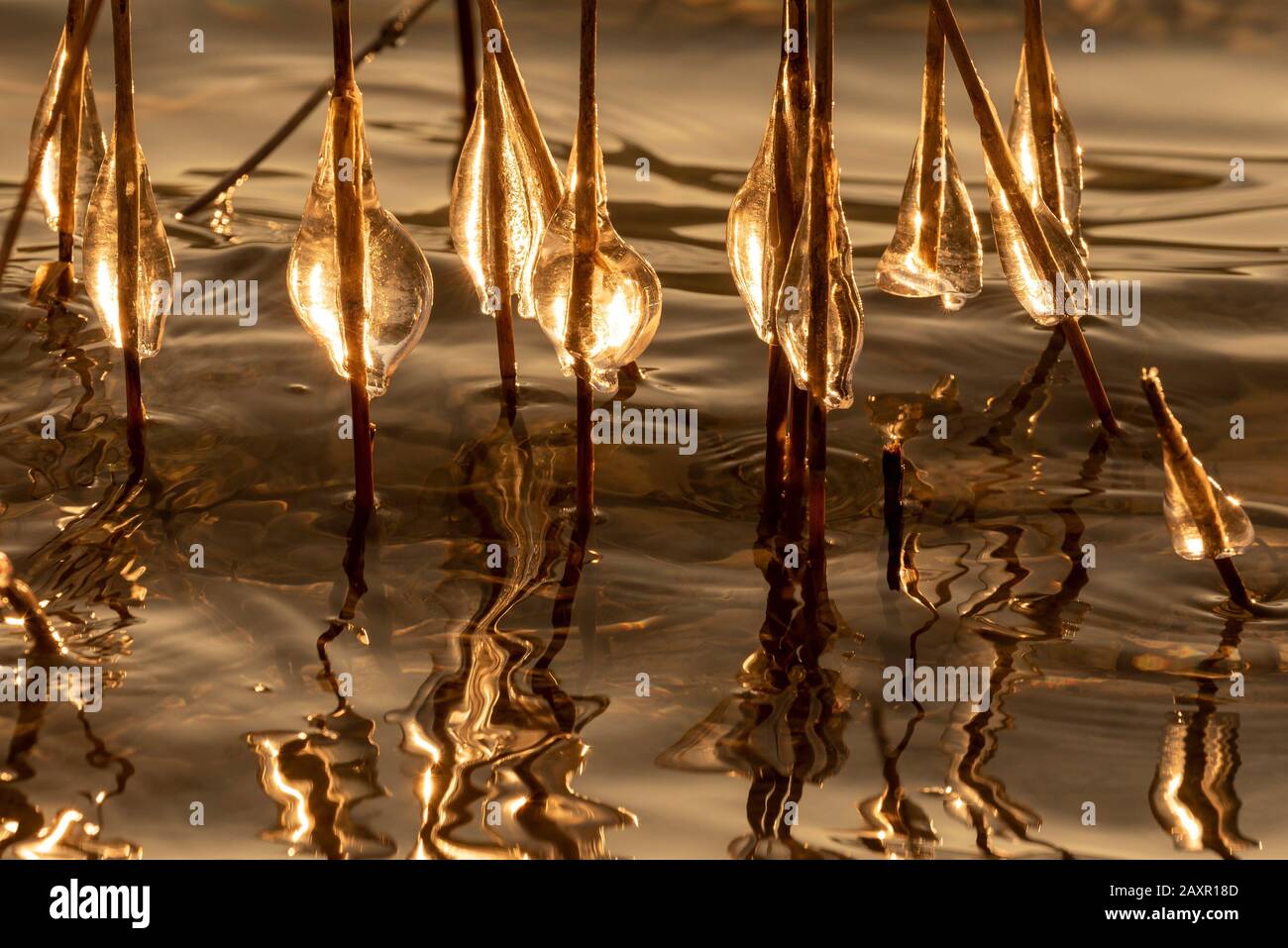 Icicles sur les roseaux dans le dos de la lumière du soleil de réglage au lac Walchensee Banque D'Images