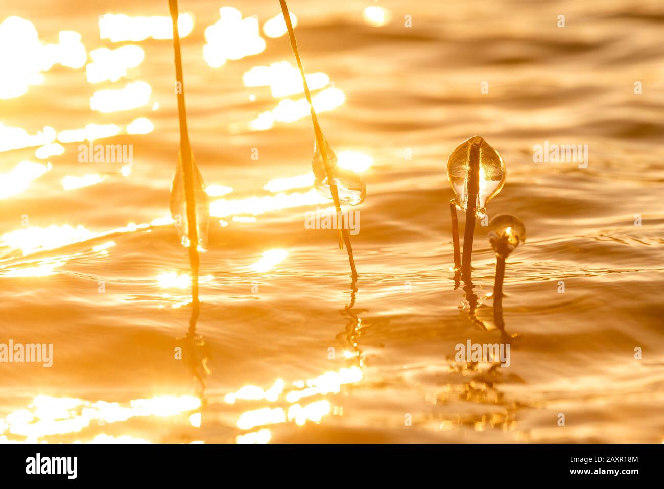 Icicles sur les roseaux dans le dos de la lumière du soleil de réglage au lac Walchensee Banque D'Images