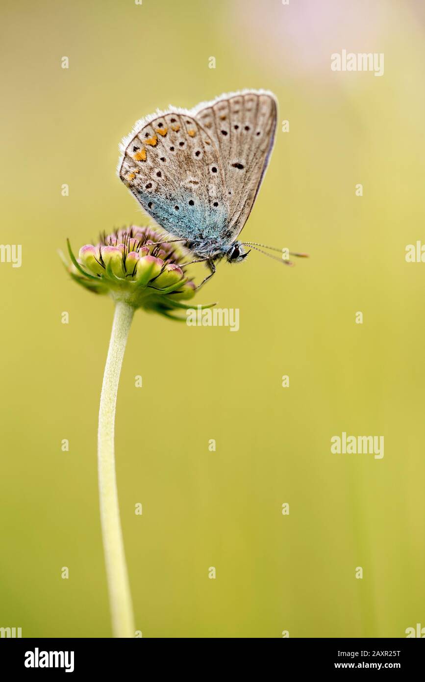 Papillon à ailes de gossamer (Lycaenidae) assis sur une fleur Banque D'Images