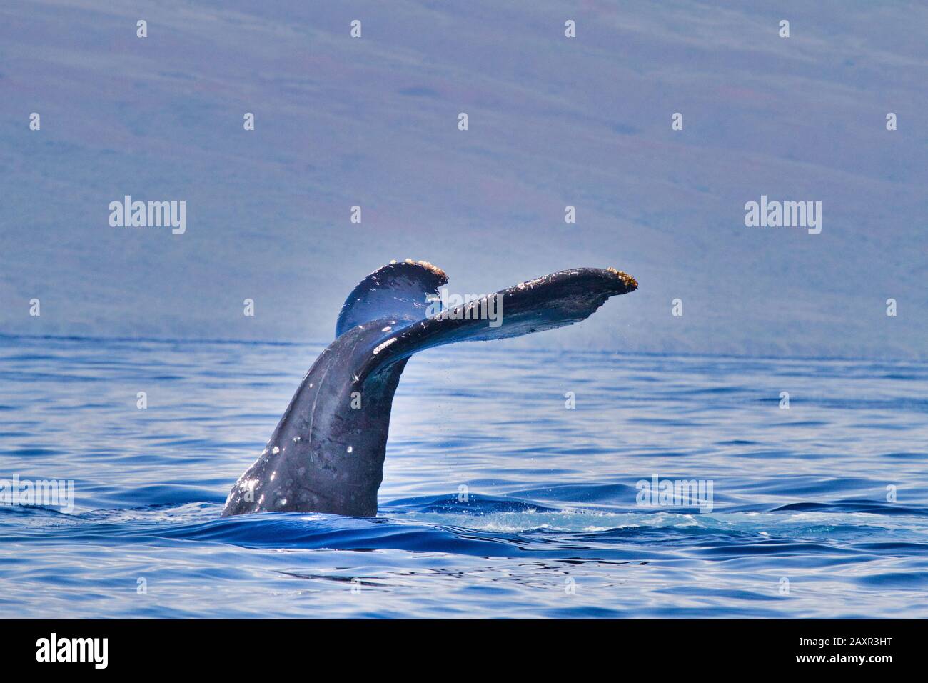 Baleine à bosse qui agite exhuberly sa queue dans l'océan sur Maui. Banque D'Images