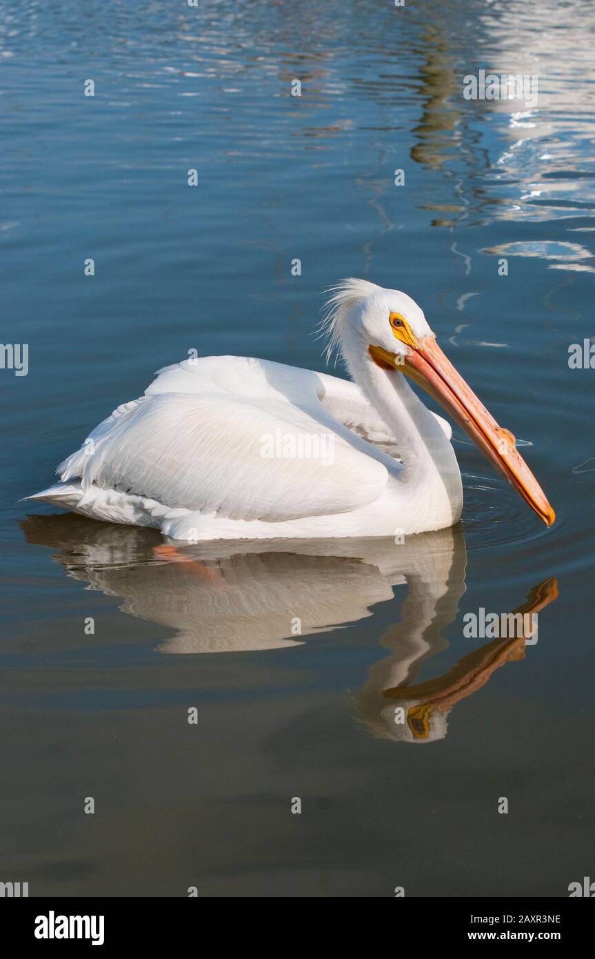 Pélican blanc - Pelecanus erythrorhynchos Banque D'Images