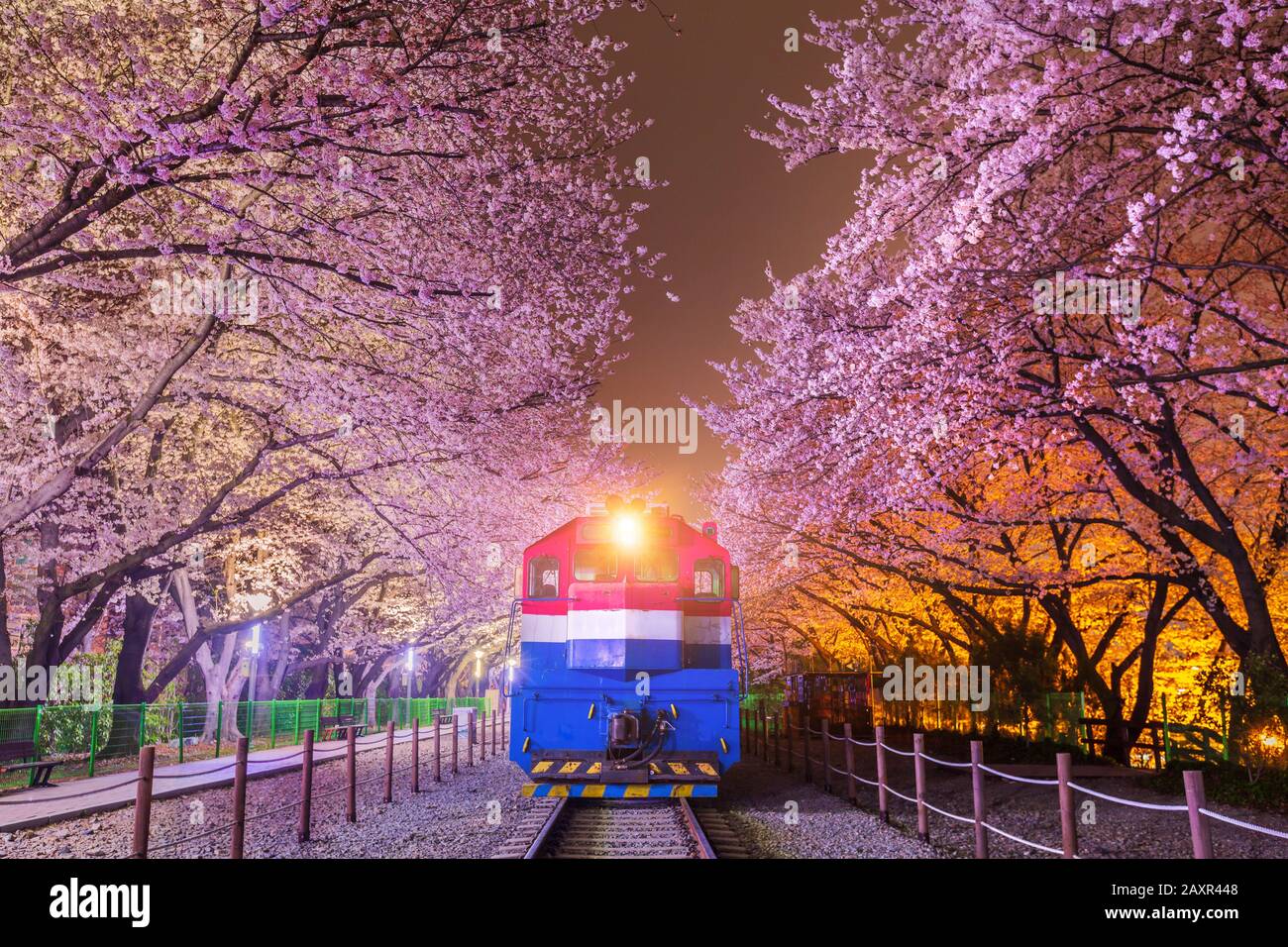 Au printemps, la cerisier est le lieu d'observation populaire des cerisiers en fleurs, jinhae Corée du Sud. Banque D'Images