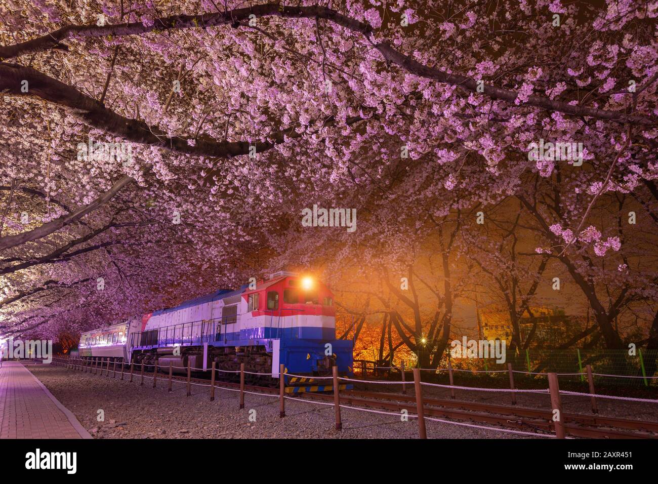 Au printemps, la cerisier est le lieu d'observation populaire des cerisiers en fleurs, jinhae Corée du Sud. Banque D'Images