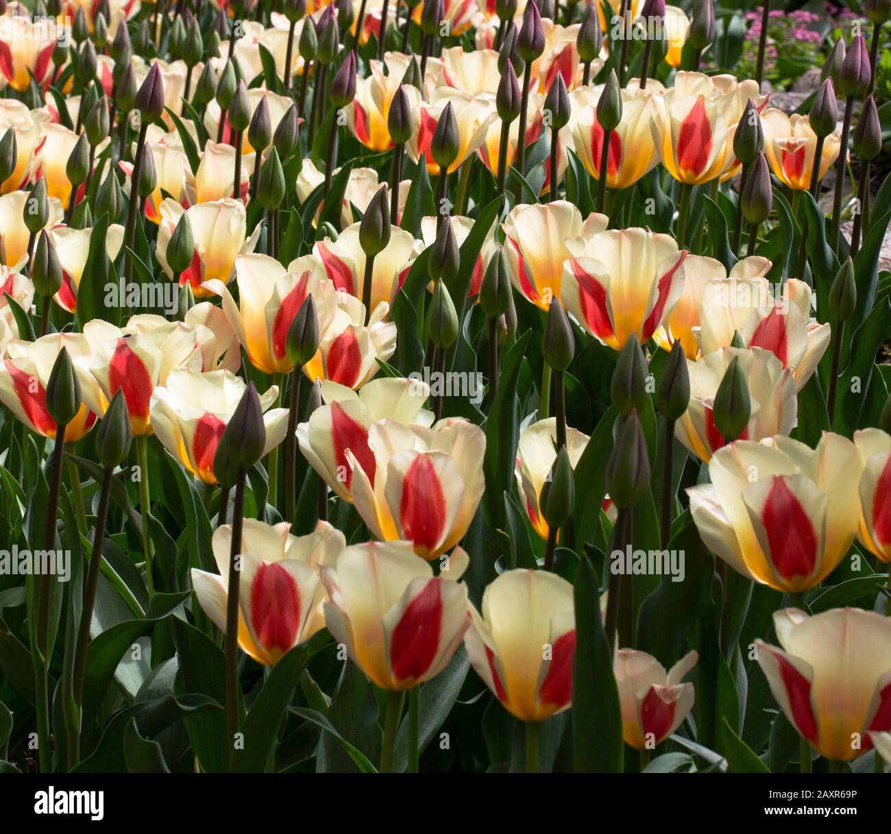 Lit de tulipes jaunes et rouges Banque D'Images