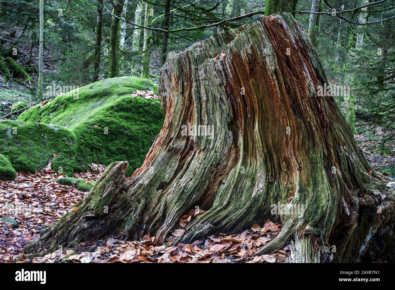 Bosse D'Arbres Morts Et Sevrés, Gorge De Gertelbach, Bühl, Bühlertal, Forêt Noire Du Nord, Forêt Noire, Bade-Wurtemberg, Allemagne, Europe Banque D'Images