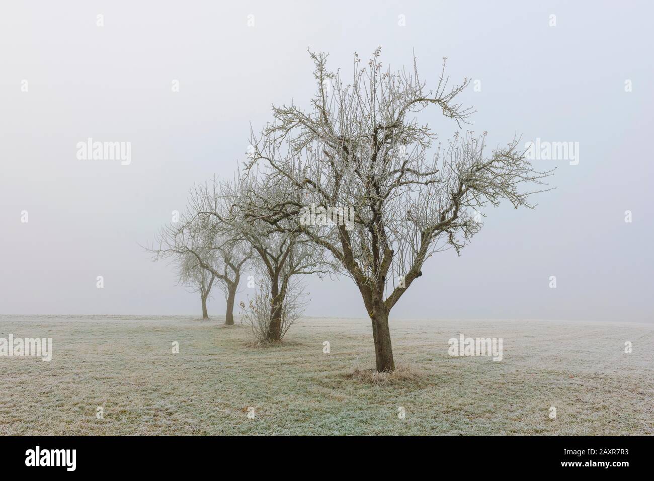 Arbres fruitiers dans la brume, Alb swabian, Bade-Wurtemberg, Allemagne, Europe Banque D'Images