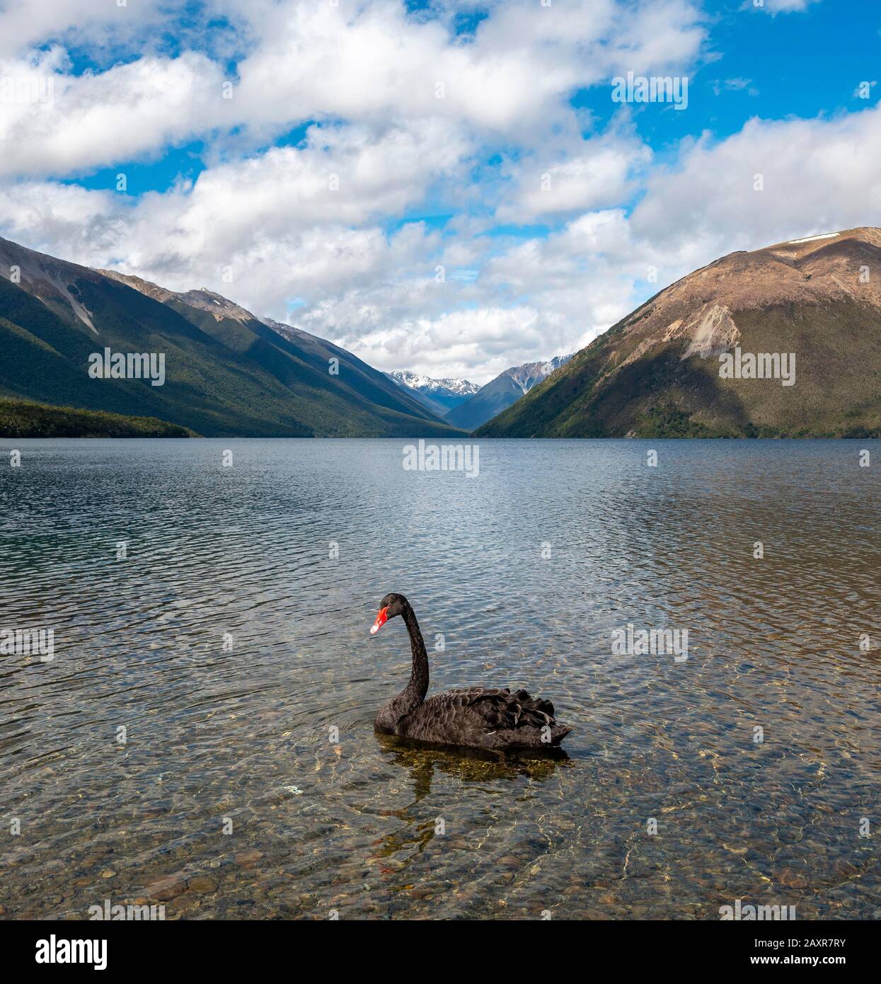 Cygne Noir (Cygnus Atratus) Au Lac Rotoiti, Parc National Des Lacs Nelson, District De Tasman, Île Du Sud, Nouvelle-Zélande, Océanie Banque D'Images