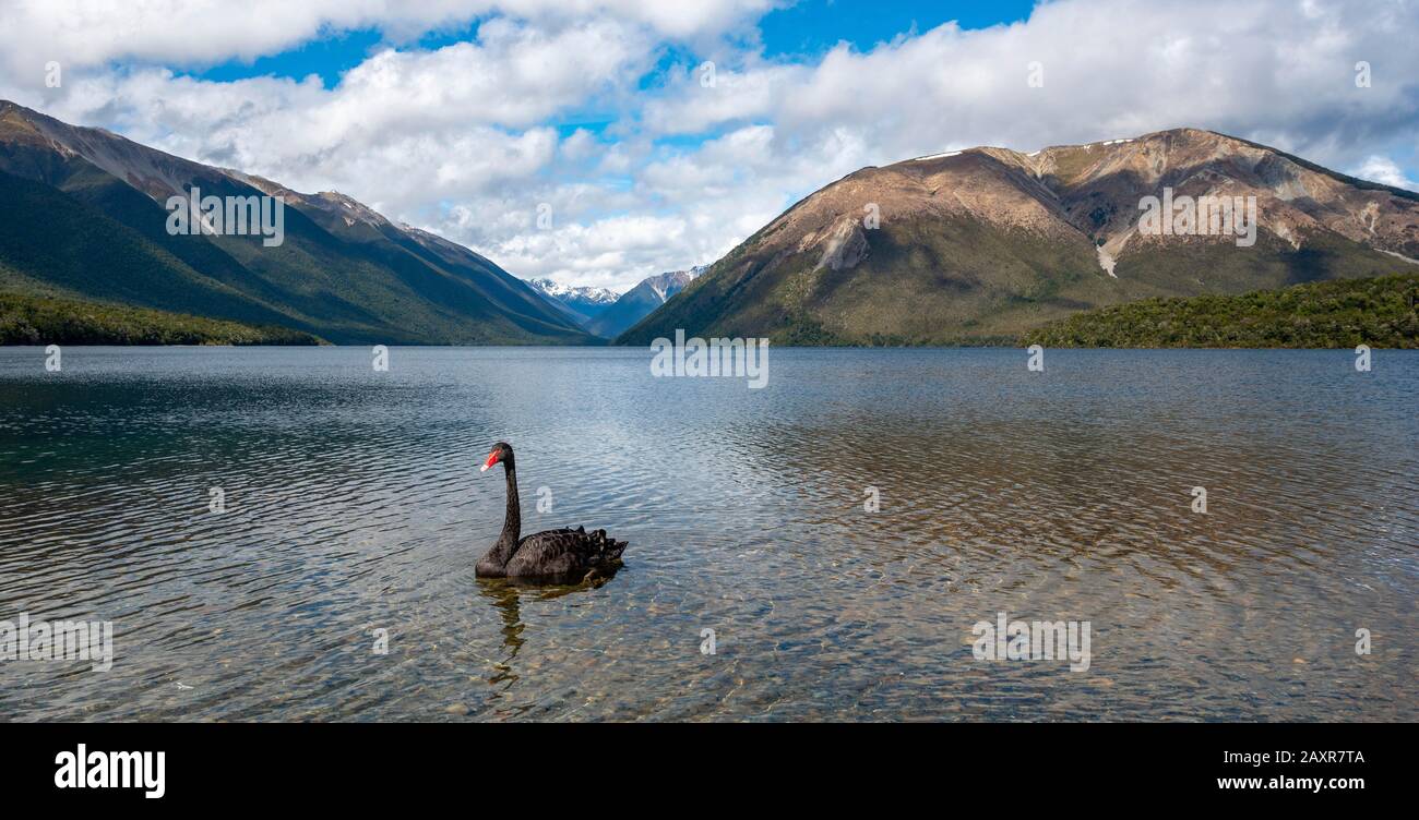 Cygne Noir (Cygnus Atratus) Au Lac Rotoiti, Parc National Des Lacs Nelson, District De Tasman, Île Du Sud, Nouvelle-Zélande, Océanie Banque D'Images
