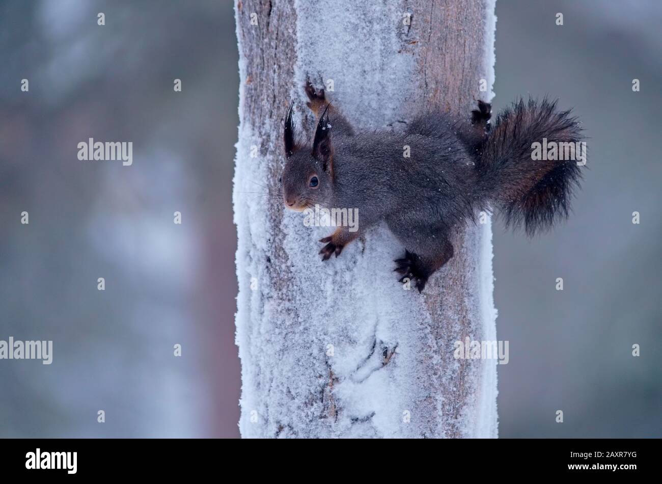 Écureuil rouge eurasien (Sciurus vulgaris), sur tronc d'arbre en hiver, Kuusamo, Finlande, Europe Banque D'Images