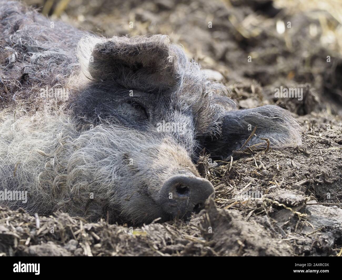 Mangaliza ou cochon wolly est une race hongroise de cochon, menacée d'extinction Banque D'Images