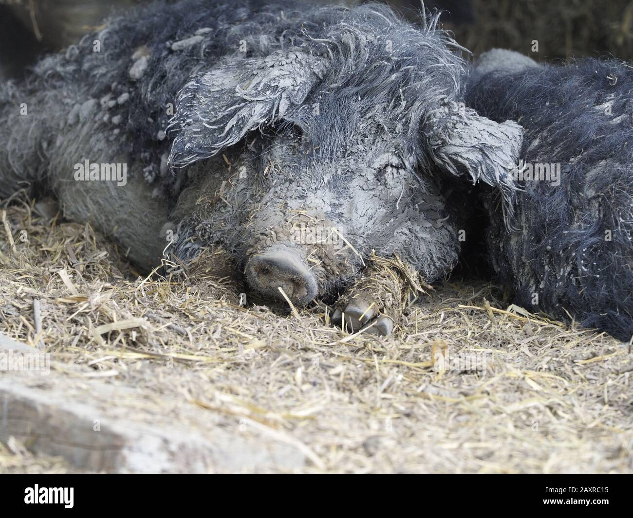 Mangaliza ou cochon wolly est une race hongroise de cochon, menacée d'extinction Banque D'Images