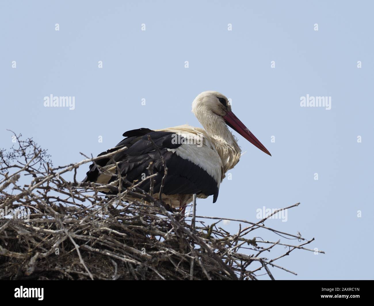 Cigogne blanche, Ciconia ciconia Banque D'Images