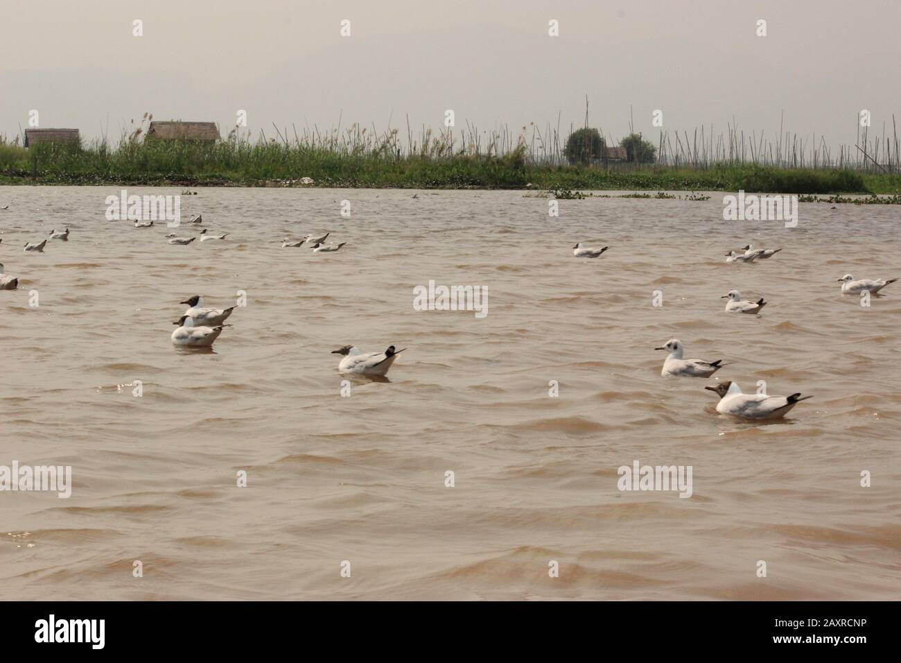 Mouettes Du Lac Inle Banque D'Images