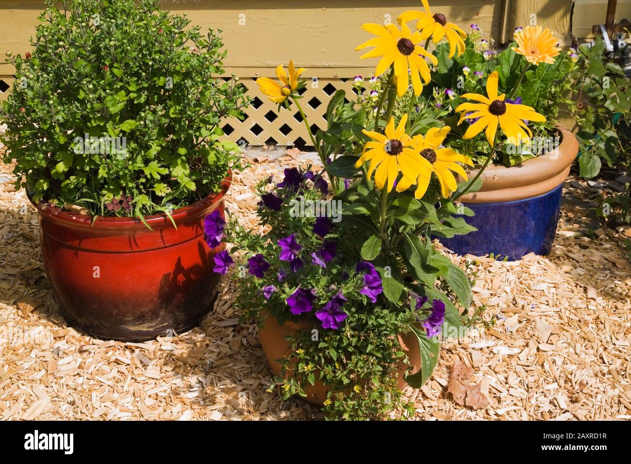 Planteuses rouges, en terre cuite et bleues avec fleurs, y compris les pétunias pourpres, les Rudbeckias jaunes - Coneflowers dans la bordure de paillis de cèdre à côté de la maison jaune. Banque D'Images