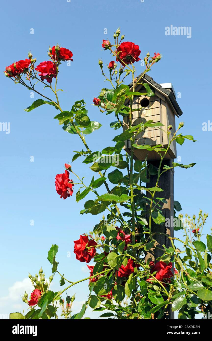 Escalade Rose Sympathie floraison une deuxième fois en rouge foncé du début de l'été à la fin du printemps sur une aide à l'escalade dans le jardin, caché derrière un nid Banque D'Images