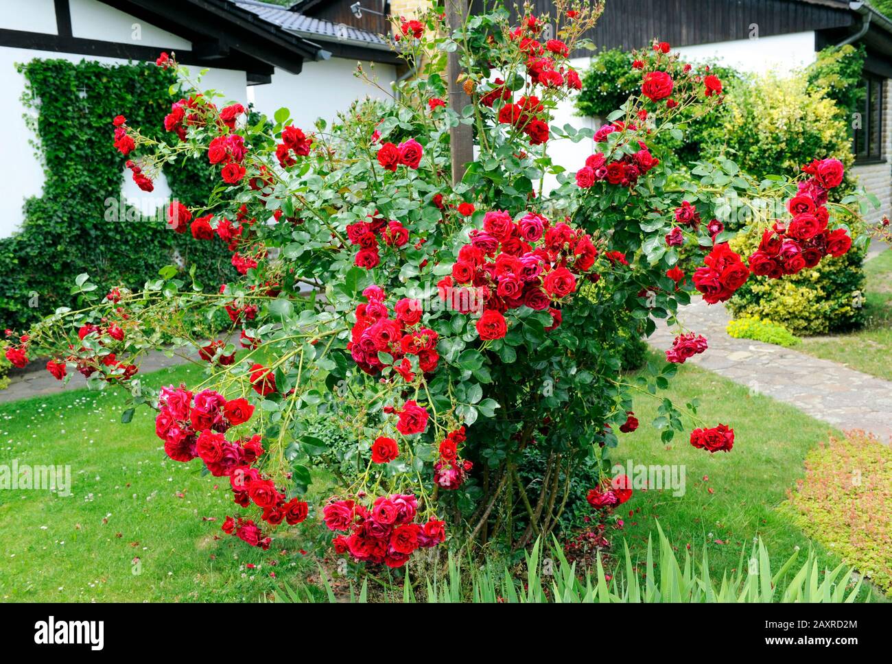 L'escalade Rose Sympathie floraison une deuxième fois en rouge foncé du début de l'été à la fin du printemps sur une aide à l'escalade dans le jardin Banque D'Images