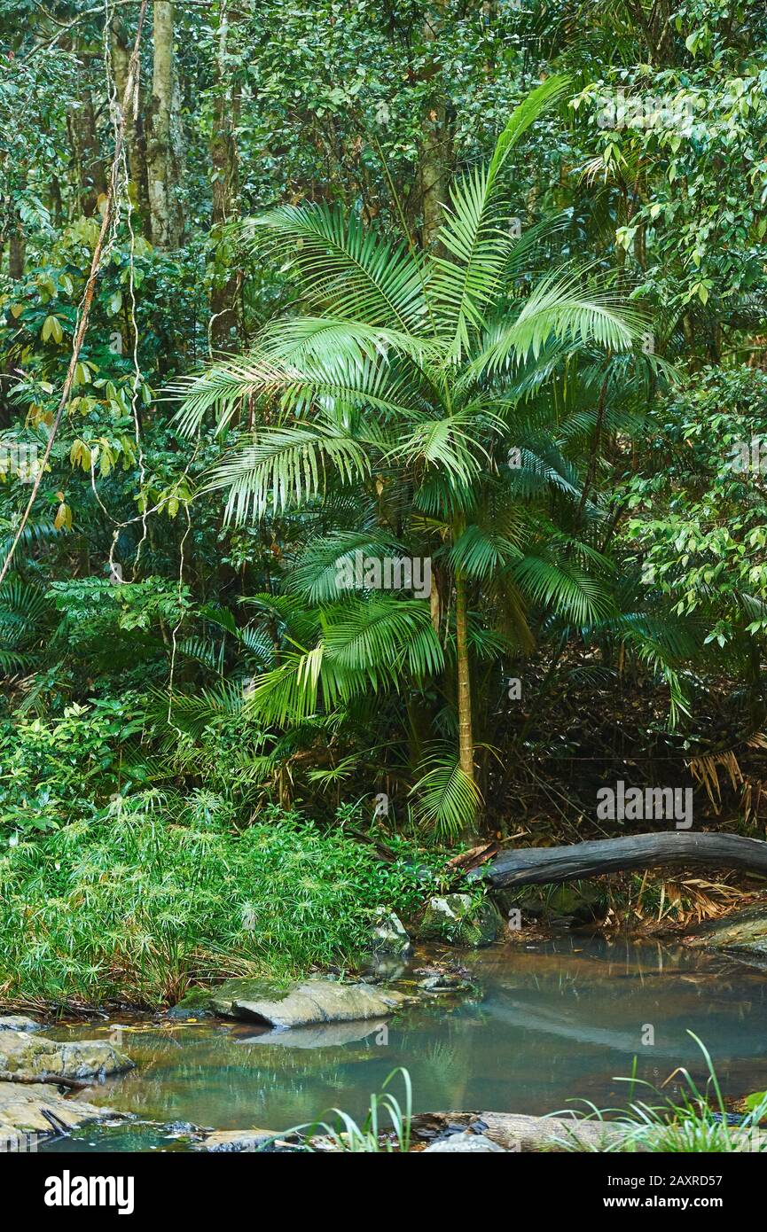 Picabeen Palm, Argontophoenix cunninghamiana, le matin dans la forêt tropicale, Mary Cairncross Scenic Reserve, Spring, Queensland, Australie Banque D'Images Picabeen Palm, Argontophoenix cunninghamiana, le matin dans la forêt tropicale, Mary Cairncross Scenic Reserve, Spring, Queensland, Australie Banque D'Images