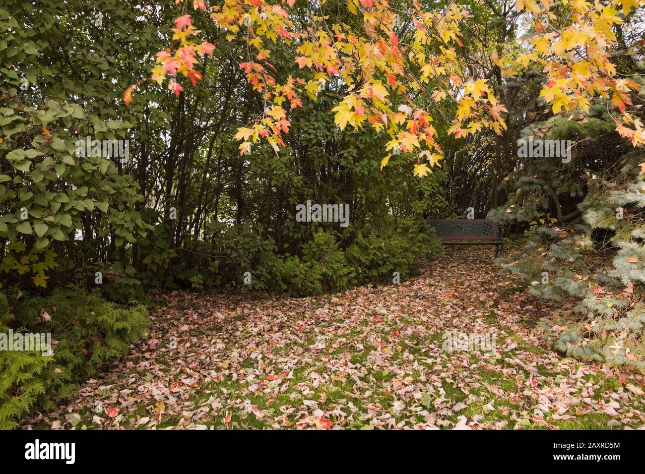 Feuilles mortes et banc de table en bois brun et en fonte peinte verte sous un Acer jaune et rouge - Maple Tree dans le jardin de la cour avant en automne. Banque D'Images