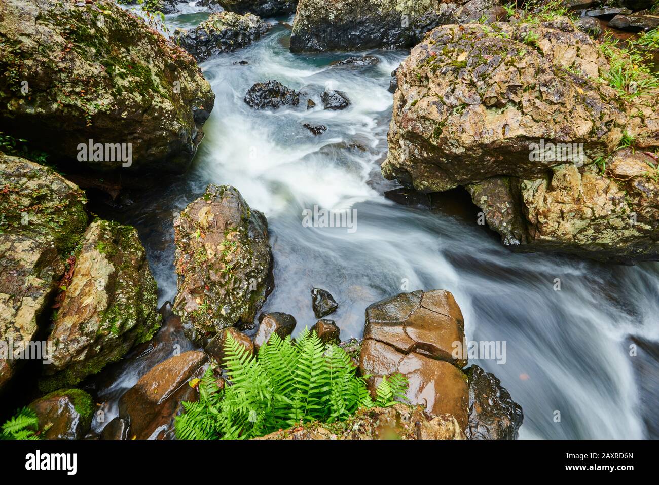 Paysage Aux Chutes De Zillie, Atherton Tableland, Spring, Queensland, Australie Banque D'Images Paysage Aux Chutes De Zillie, Atherton Tableland, Spring, Queensland, Australie Banque D'Images