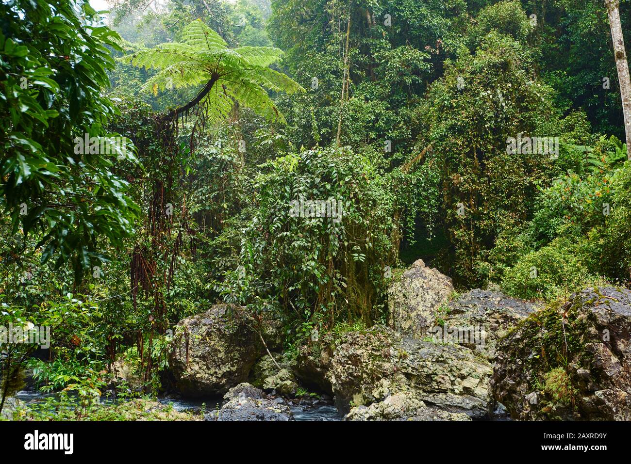Paysage de forêt tropicale aux chutes de Zillie, Atherton Tableland, Spring, Queensland, Australie Banque D'Images Paysage de forêt tropicale aux chutes de Zillie, Atherton Tableland, Spring, Queensland, Australie Banque D'Images