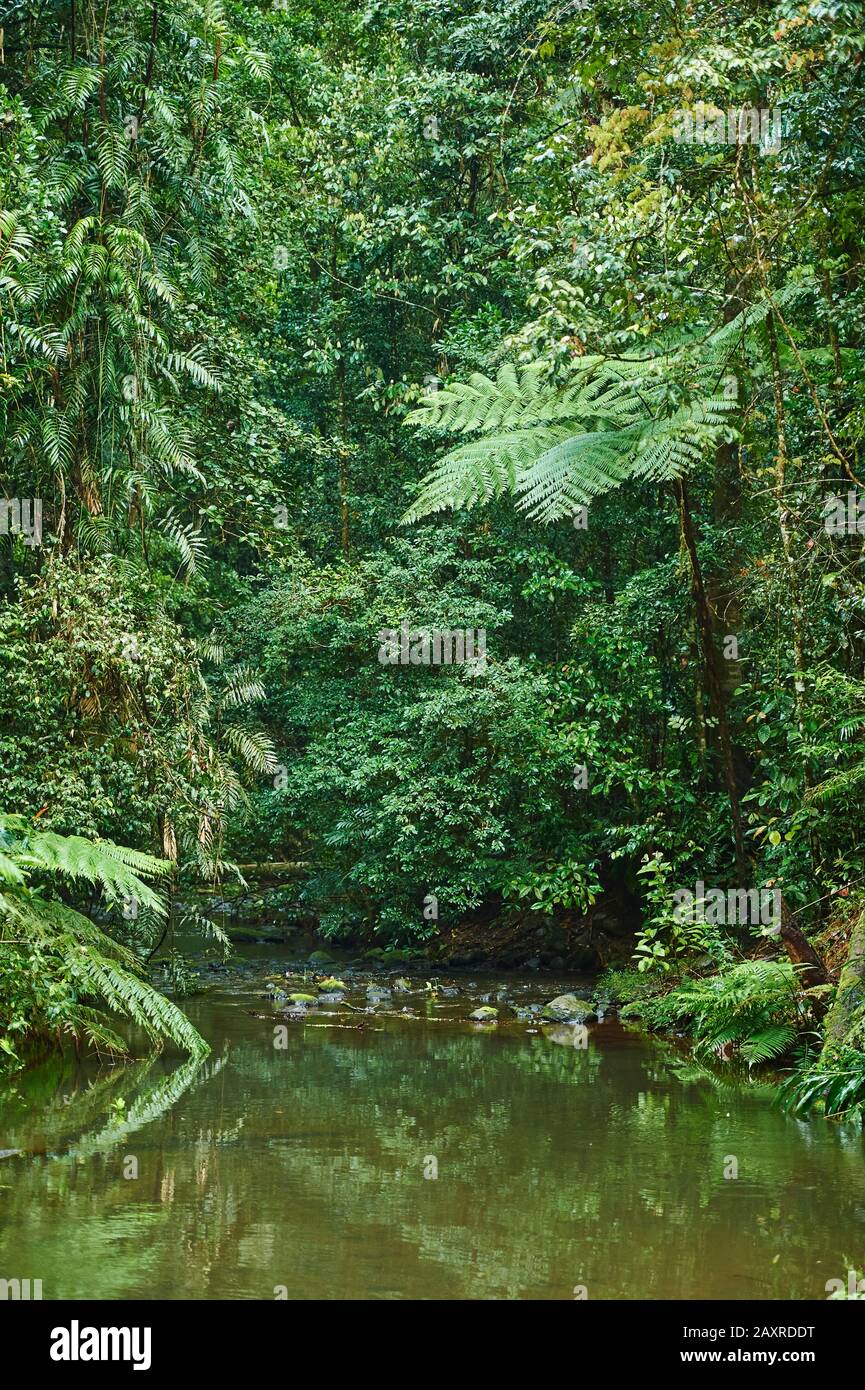 Paysage aux chutes de Millaa, arbre-fern australien, Dicksonia antarctique, à Atherton Tableland au printemps, Queensland, Australie Banque D'Images Paysage aux chutes de Millaa, arbre-fern australien, Dicksonia antarctique, à Atherton Tableland au printemps, Queensland, Australie Banque D'Images