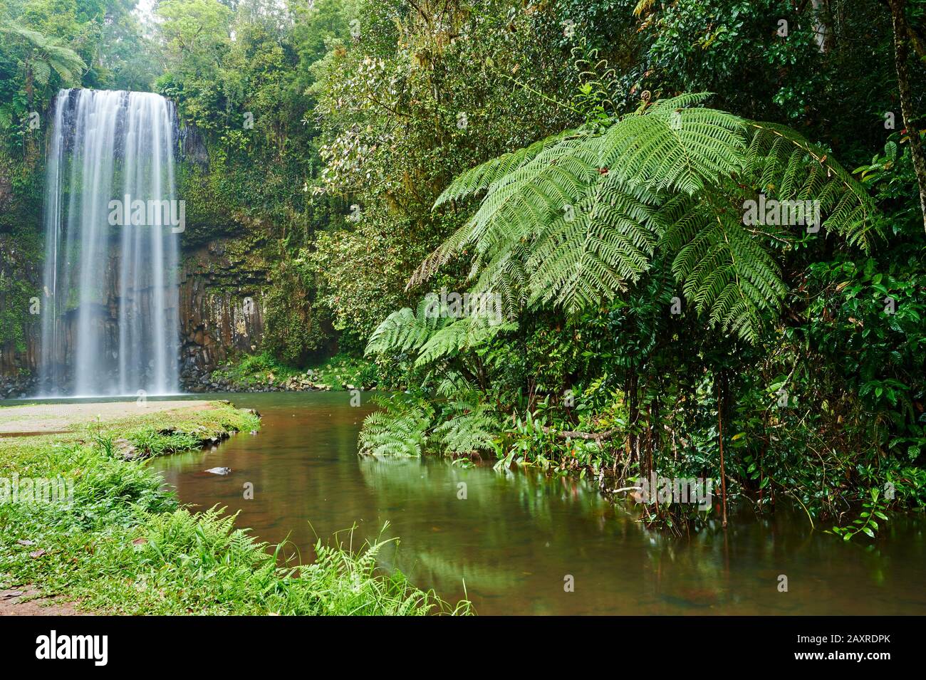 Paysage, chute d'eau, chutes de Millaa Millaa un jour pluvieux, arbre australien-fern, Dicksonia antarctique, dans Atherton Tableland au printemps, Queensland, Aus Banque D'Images Paysage, chute d'eau, chutes de Millaa Millaa un jour pluvieux, arbre australien-fern, Dicksonia antarctique, dans Atherton Tableland au printemps, Queensland, Aus Banque D'Images