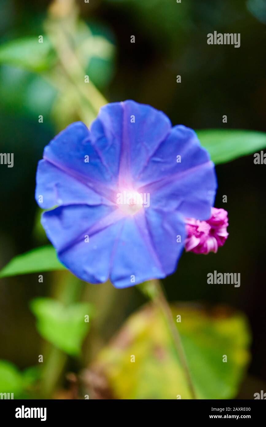 Gloire du matin bleu, Ipomoea tricolor, bloom, Queensland, Australie, Océanie Banque D'Images