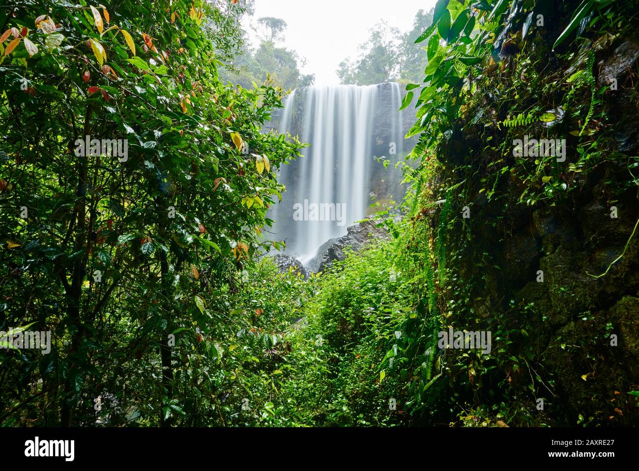 Paysage Aux Chutes De Zillie, Atherton Tableland, Spring, Queensland, Australie Banque D'Images Paysage Aux Chutes De Zillie, Atherton Tableland, Spring, Queensland, Australie Banque D'Images