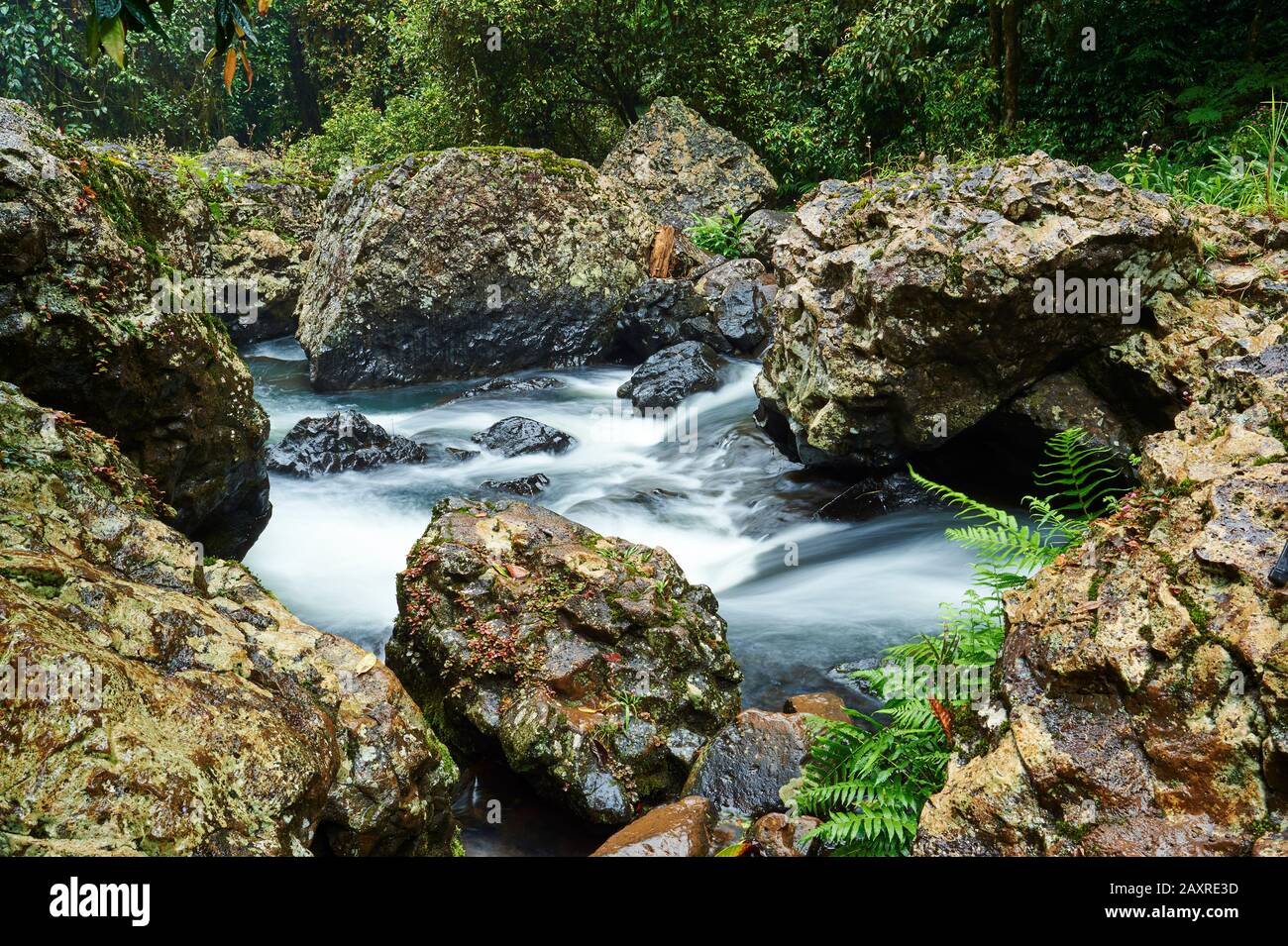 Paysage Aux Chutes De Zillie, Atherton Tableland, Spring, Queensland, Australie Banque D'Images Paysage Aux Chutes De Zillie, Atherton Tableland, Spring, Queensland, Australie Banque D'Images