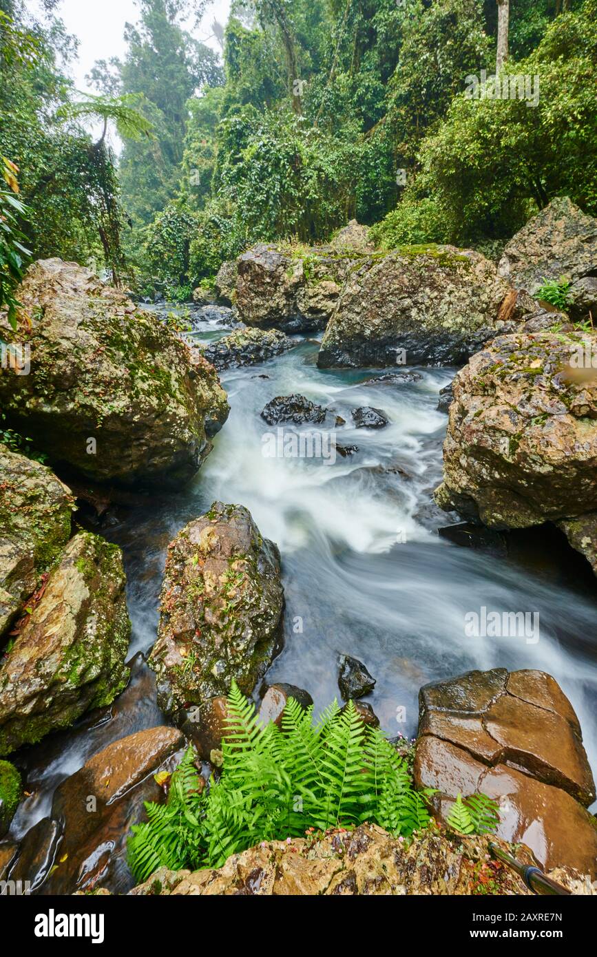 Paysage Aux Chutes De Zillie, Atherton Tableland, Spring, Queensland, Australie Banque D'Images Paysage Aux Chutes De Zillie, Atherton Tableland, Spring, Queensland, Australie Banque D'Images
