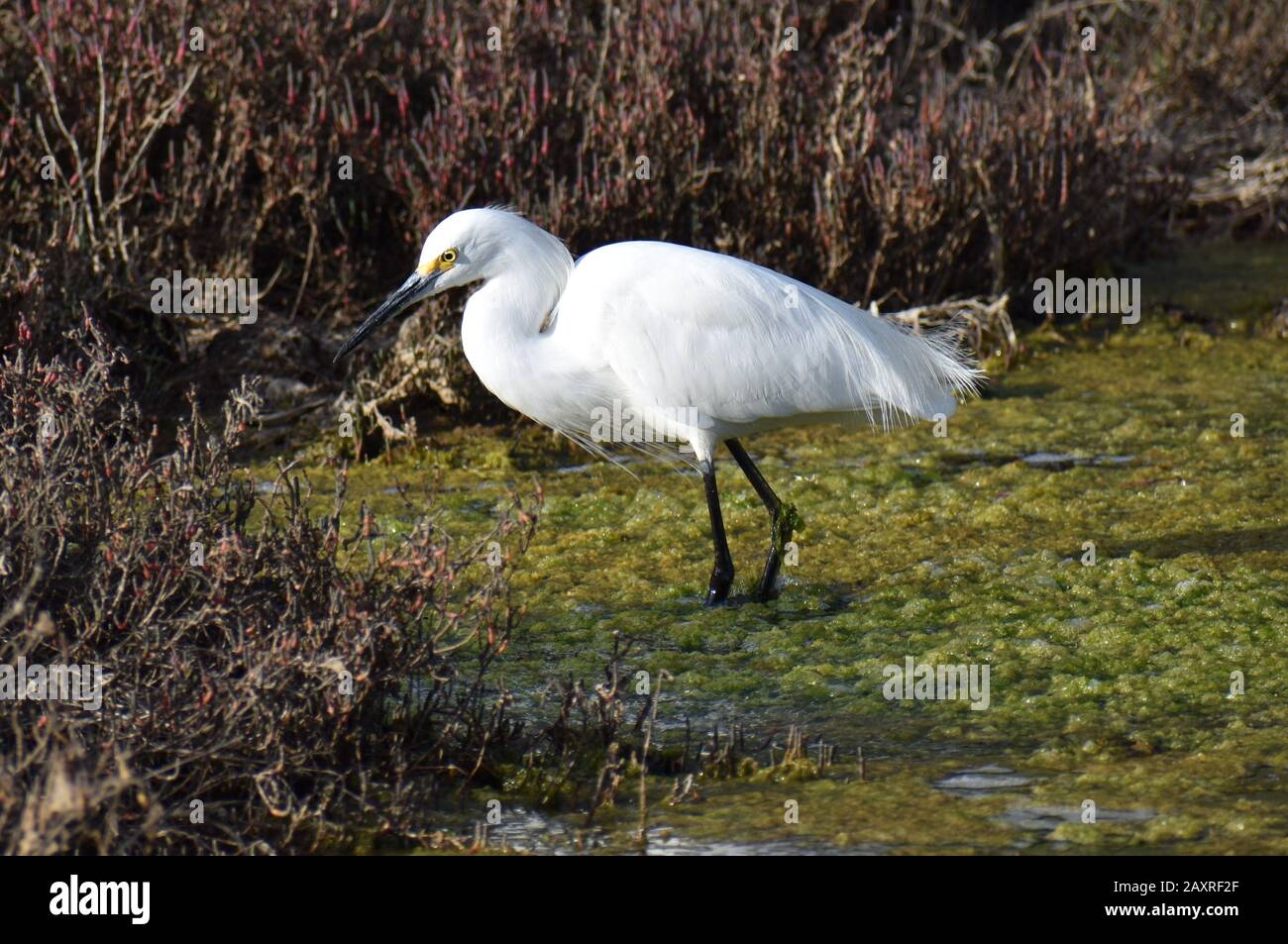 Une aigrette enneigée (Egretta thula) s'estompe dans les hivers couverts d'algues d'Elkhorn Slough, près de Watsonville, Californie. Banque D'Images