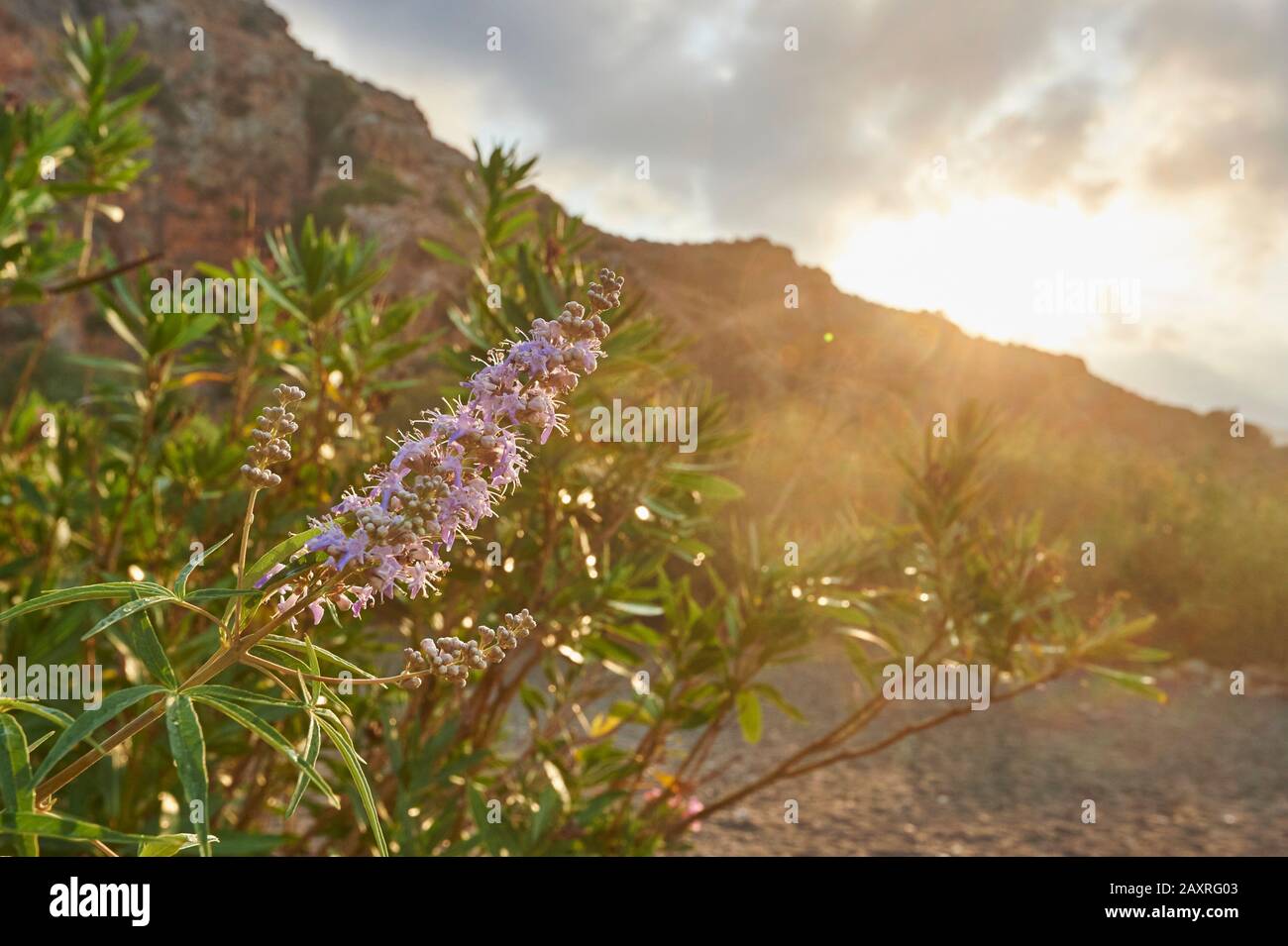 Arbre chaste, Vitex agnus catus, détail, Blossom Crète, Grèce Banque D'Images