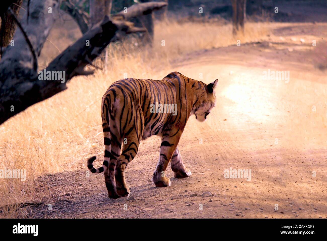 Grand mâle tigre dans l'habitat de la nature. Le tigre marche pendant la lumière dorée. Faune sauvage avec animal dangereux. L'été chaud en Inde. Sécher la zone avec Banque D'Images