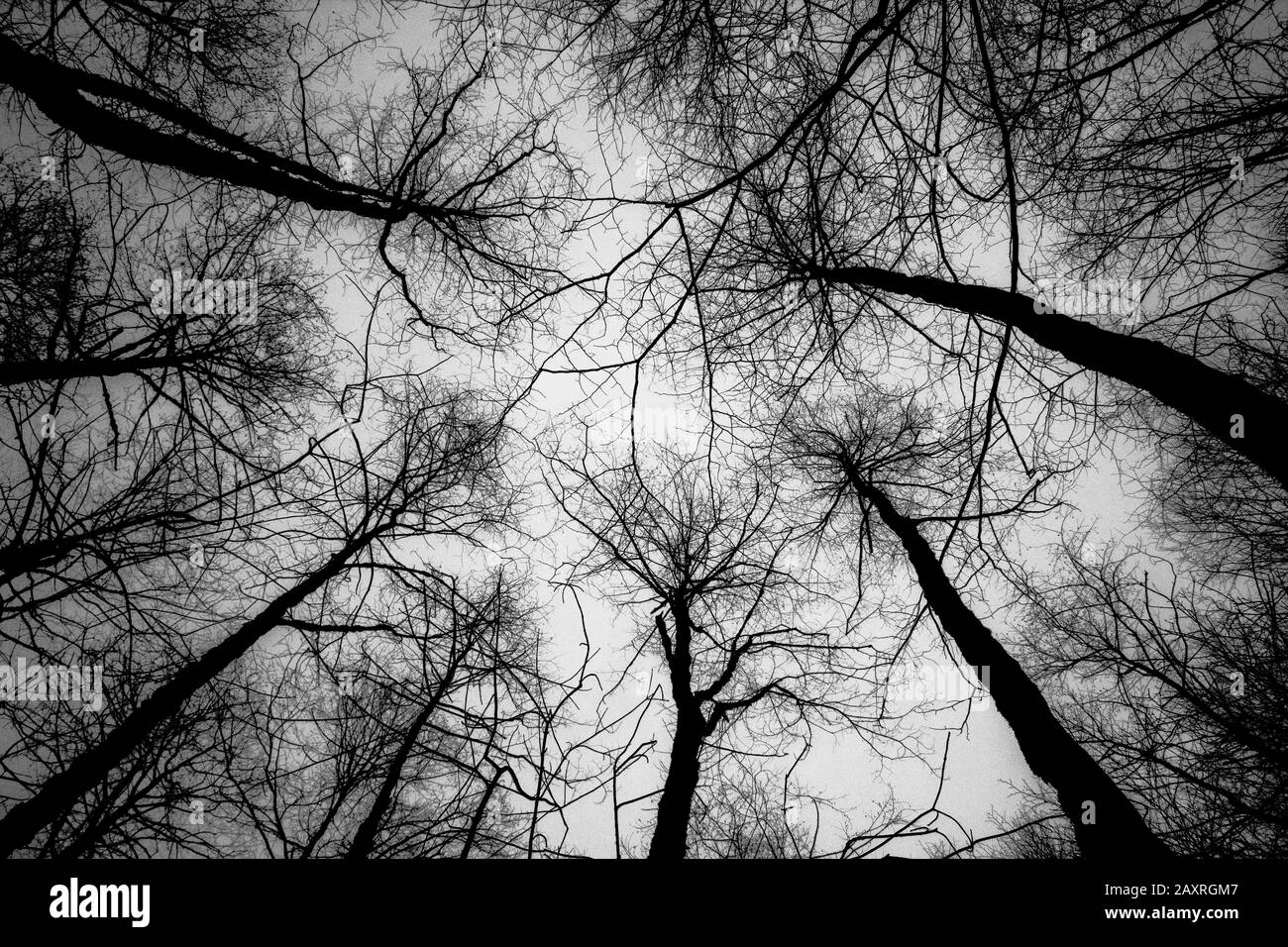 lignes dans la forêt Banque D'Images