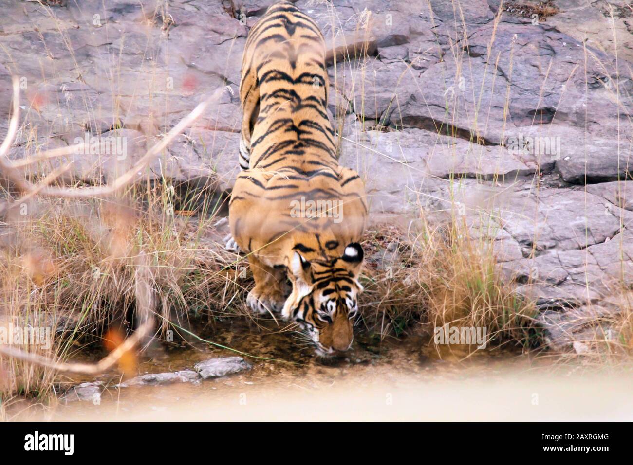 Tigre dans l'habitat de la nature. Tigre homme eau potable. Faune avec danger animal. Été chaud au Rajasthan, Inde. Banque D'Images