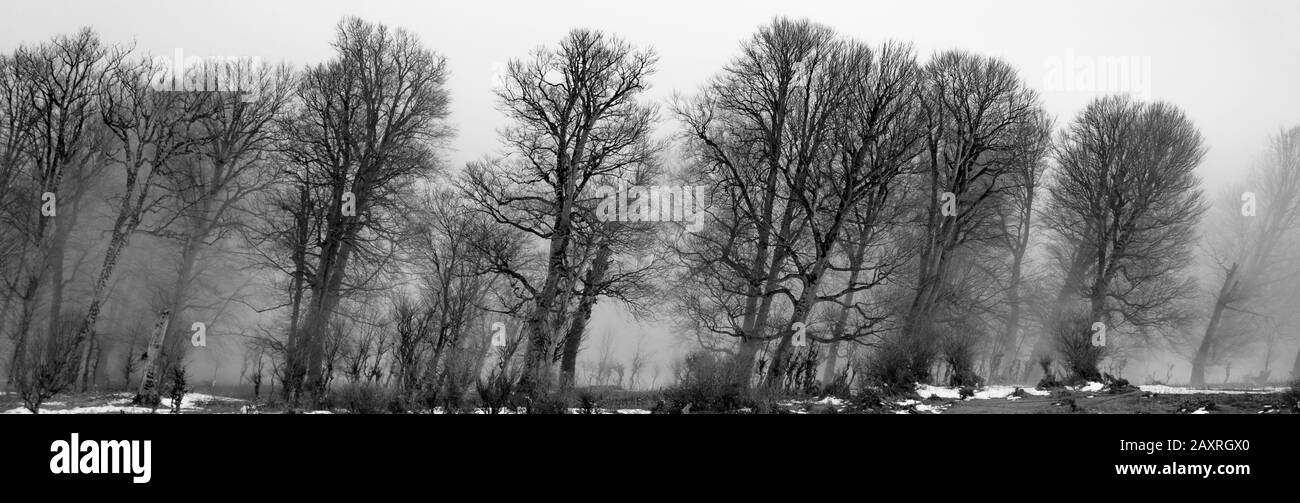 lignes dans la forêt Banque D'Images