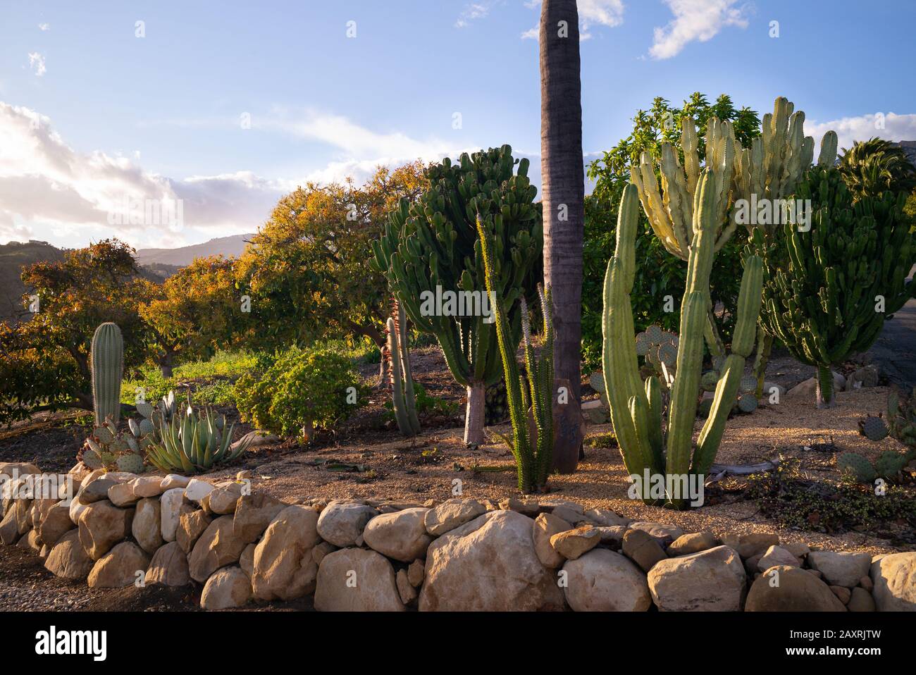 Jardin cactus californien avec cactus Banque D'Images