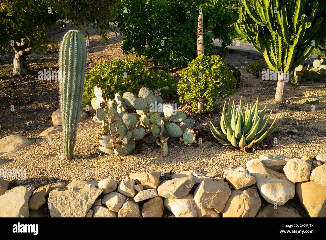Aménagement et illustration du paysage du jardin du cactus de Californie Banque D'Images
