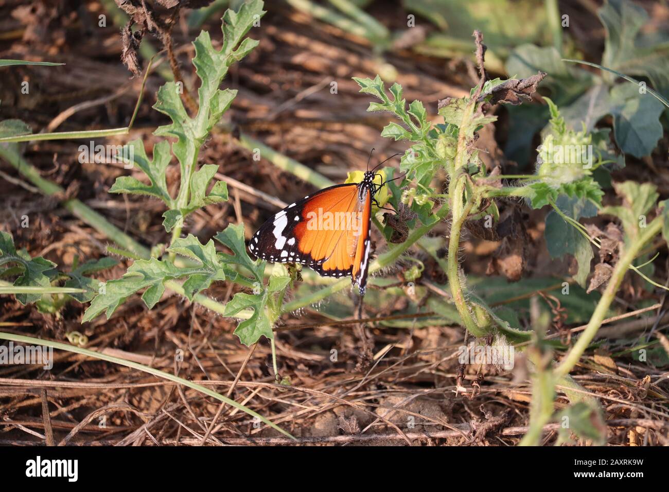 gros plan d'un jeune papillon féminin reposant sur la feuille de pastèque verte , concept pour la saison estivale, ailes ouvertes d'insectes papillon, insecte papillon Banque D'Images