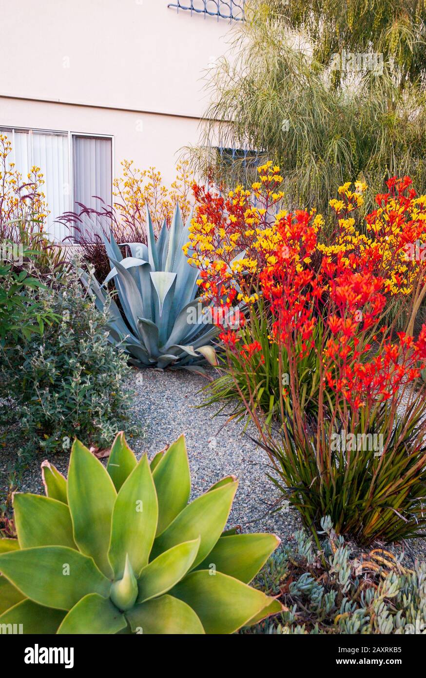 Le jardin et le paysage du sud de la Californie pour un complexe d'appartements disposent d'une grande variété de plantes colorées Banque D'Images