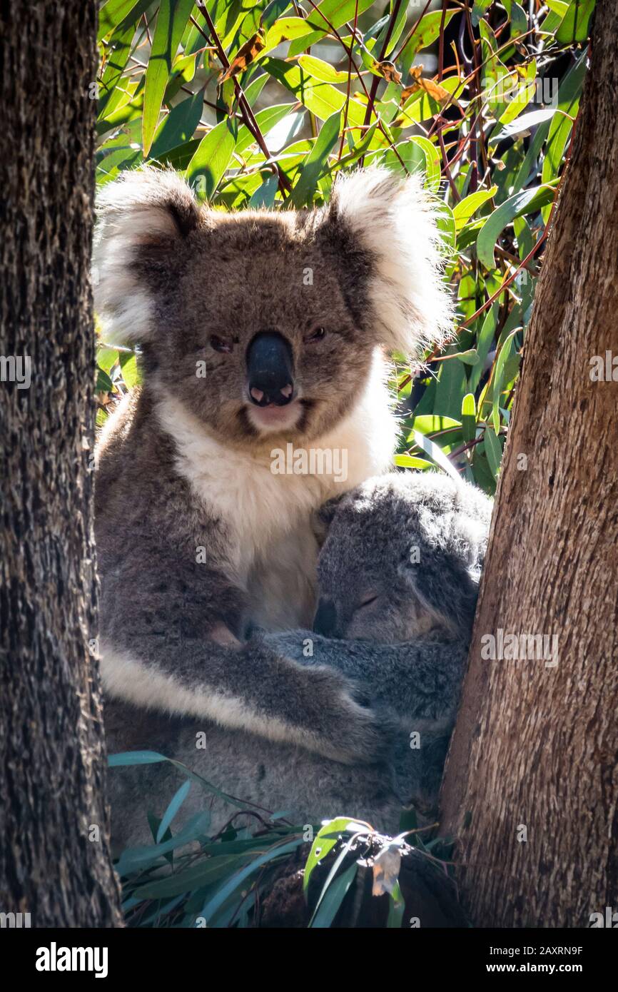 Koala escalade d'un arbre d'eucalyptus. Banque D'Images