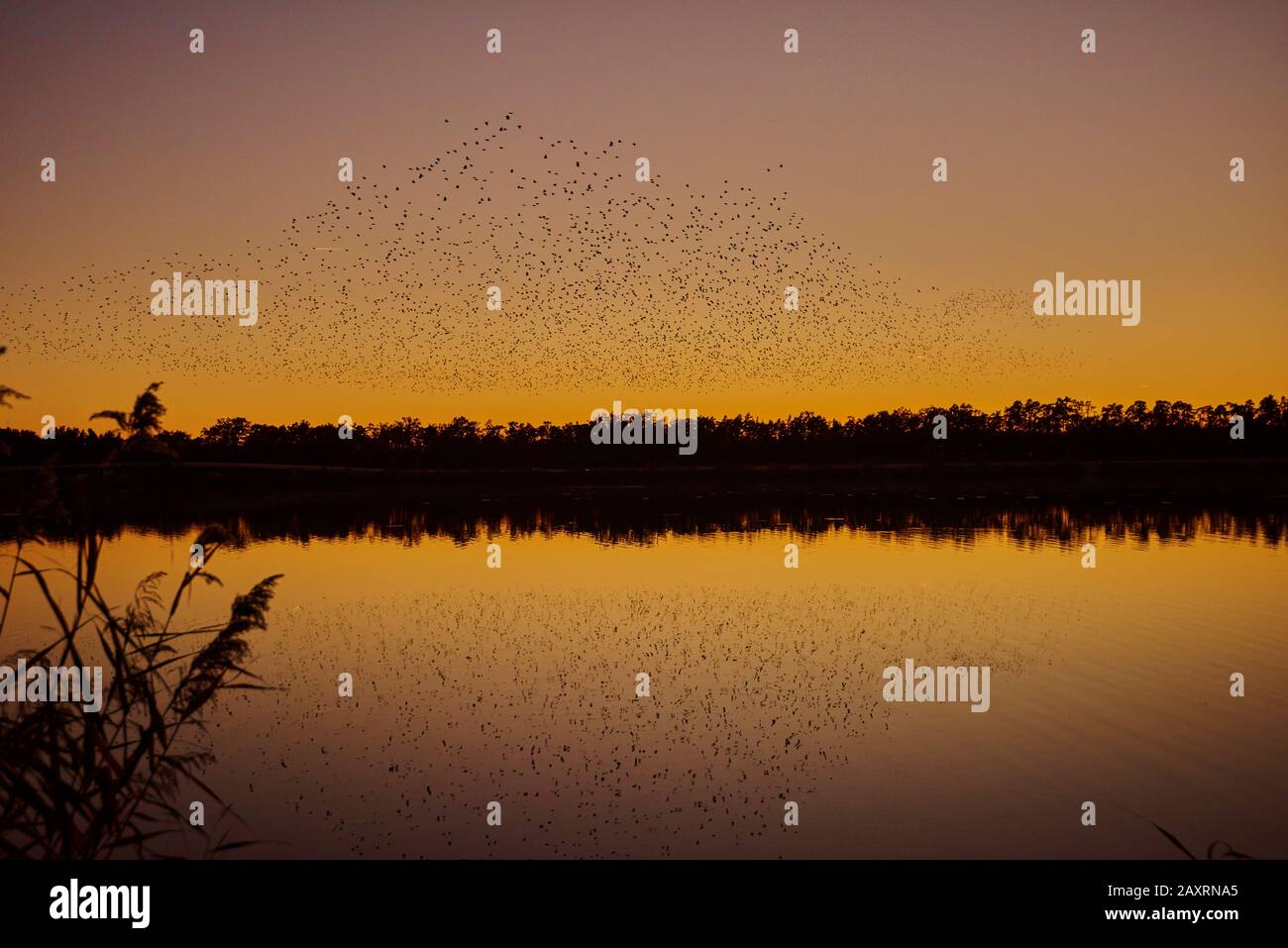 Les étoiles de mer communes (Sturnus vulgaris), troupeau d'oiseaux, mouche, coucher de soleil, lac, Haut-Palatinat Banque D'Images