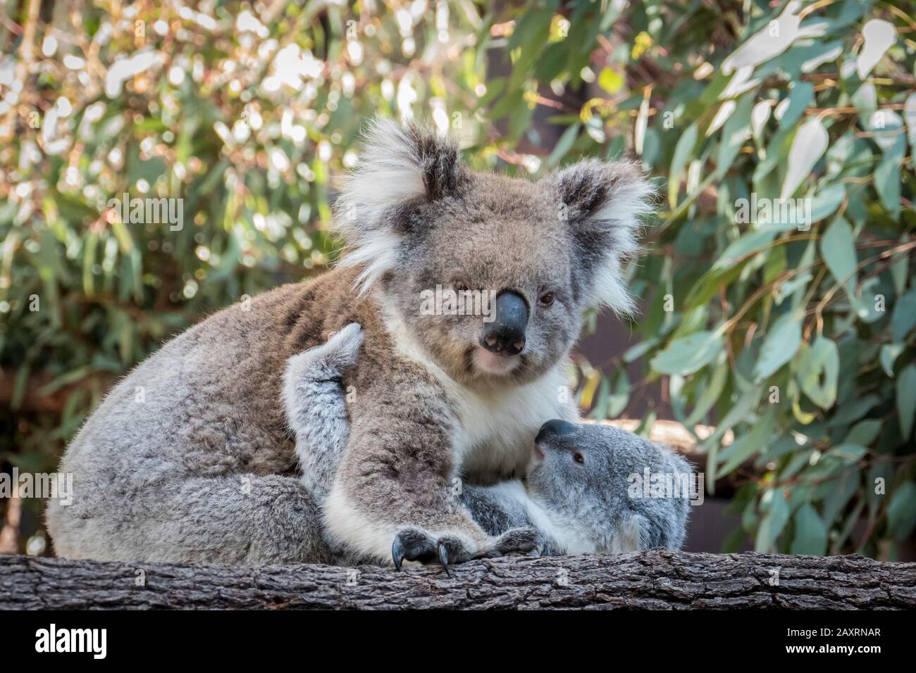 Bébé de Koala avec mère. Banque D'Images