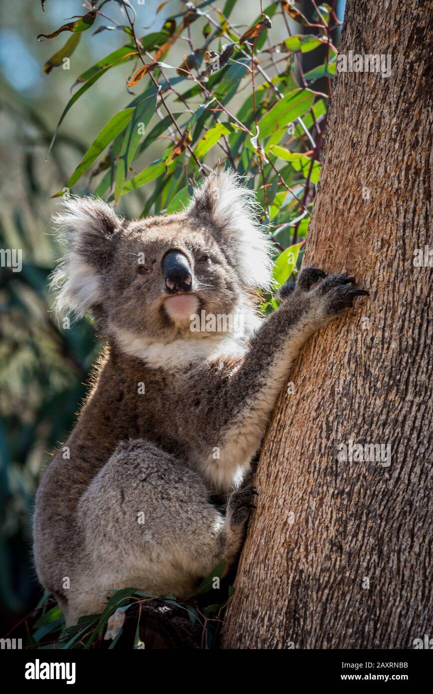 Koala escalade d'un arbre d'eucalyptus. Banque D'Images