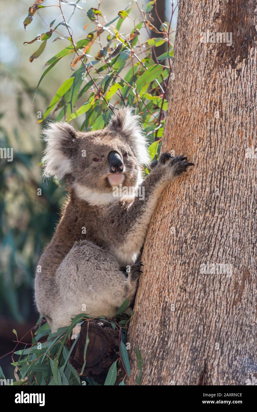 Koala escalade d'un arbre d'eucalyptus. Banque D'Images