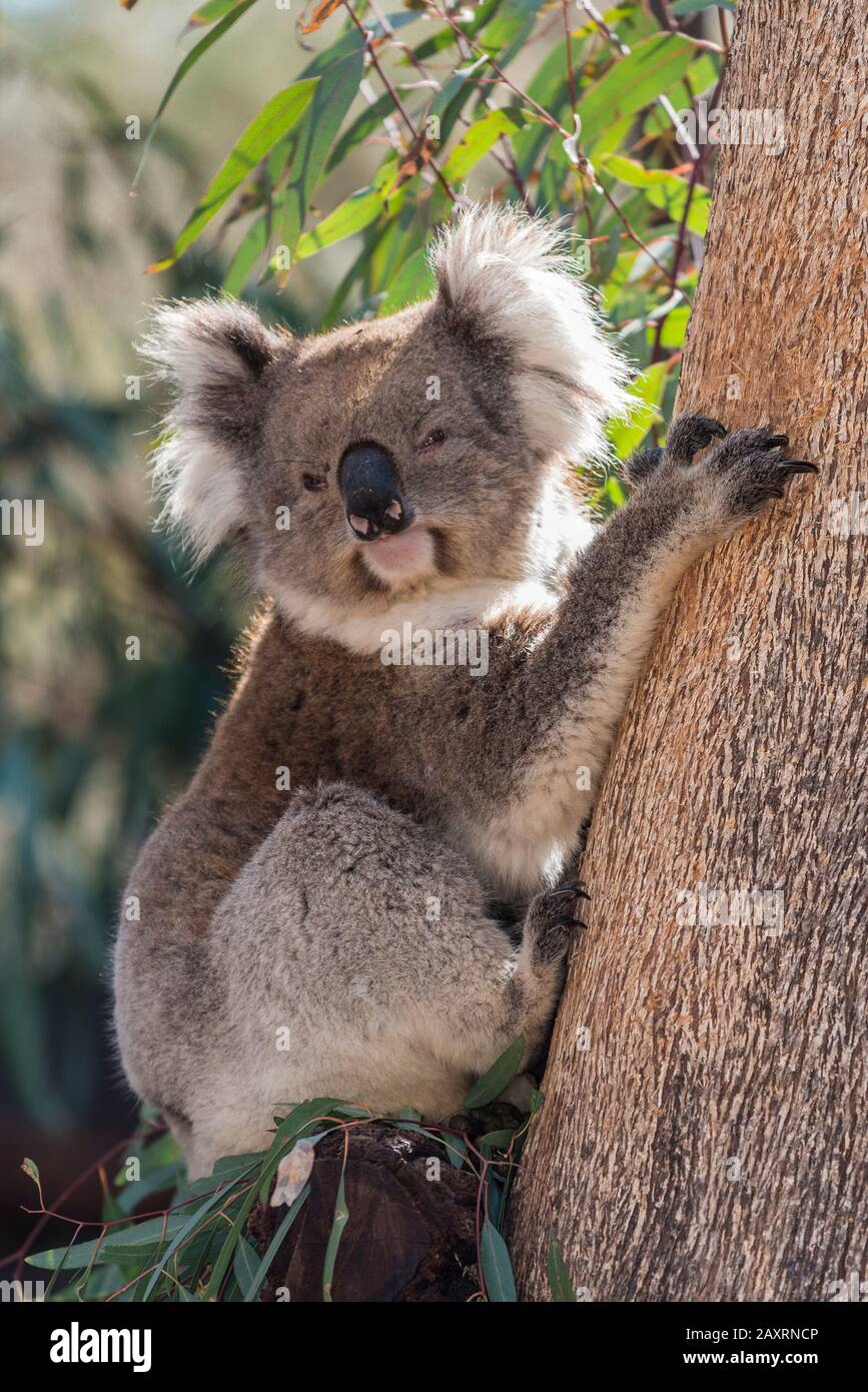 Koala escalade d'un arbre d'eucalyptus. Banque D'Images