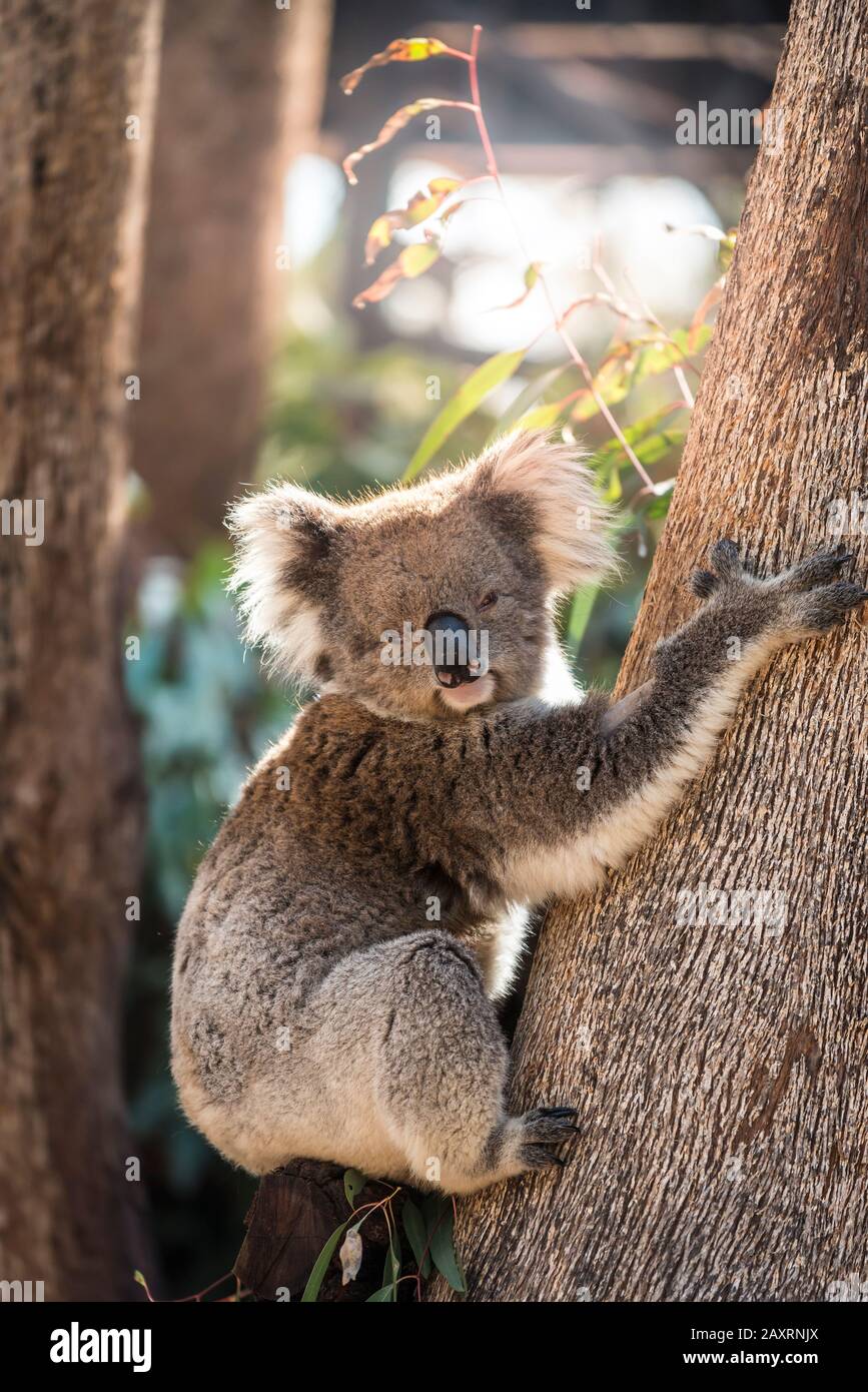 Koala escalade d'un arbre d'eucalyptus. Banque D'Images