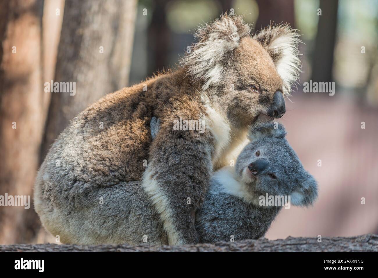 Bébé de Koala avec mère. Banque D'Images