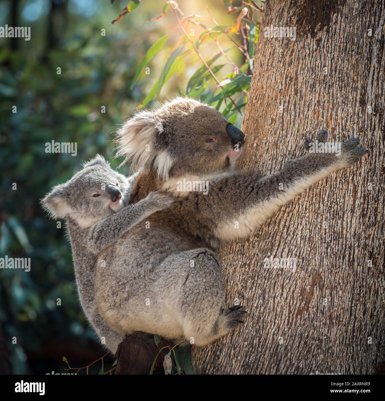 Bebe De Koala Sur Le Dos De La Mere Photo Stock Alamy
