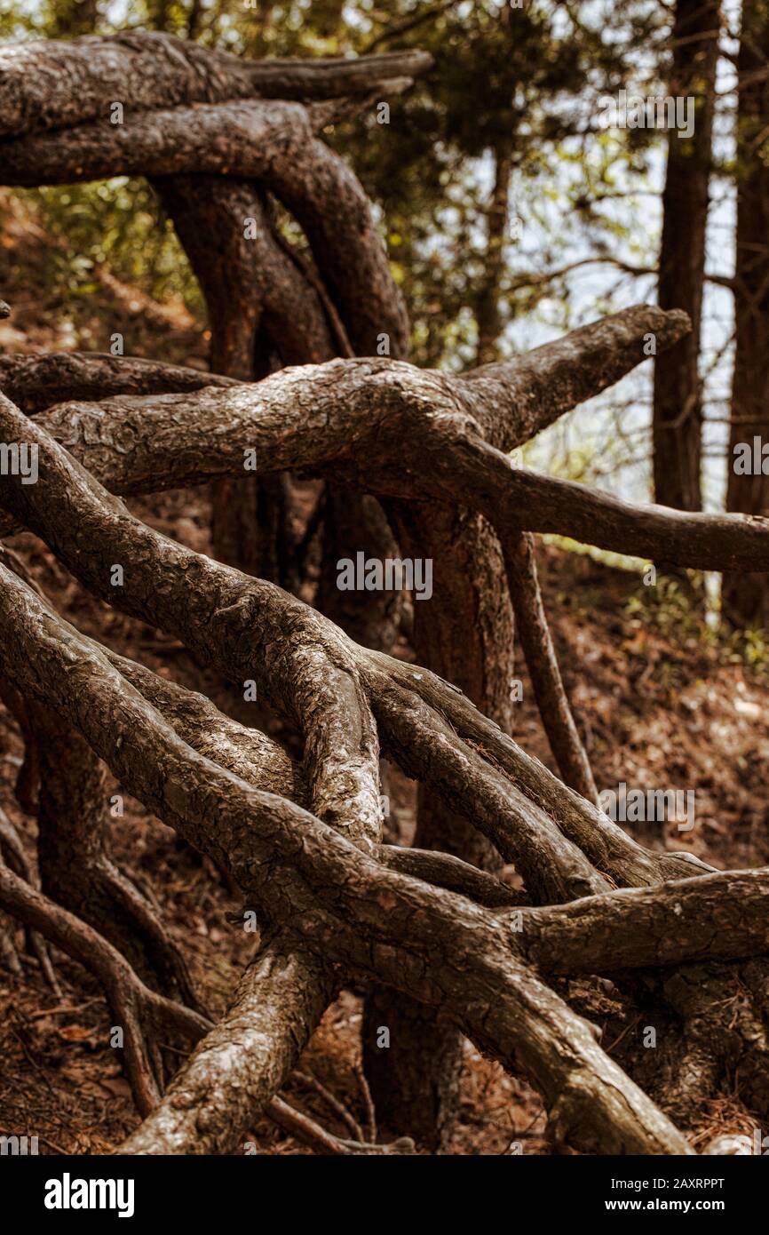 Belles racines du fond de pin en automne. La partie centrale de la Russie européenne. Banque D'Images